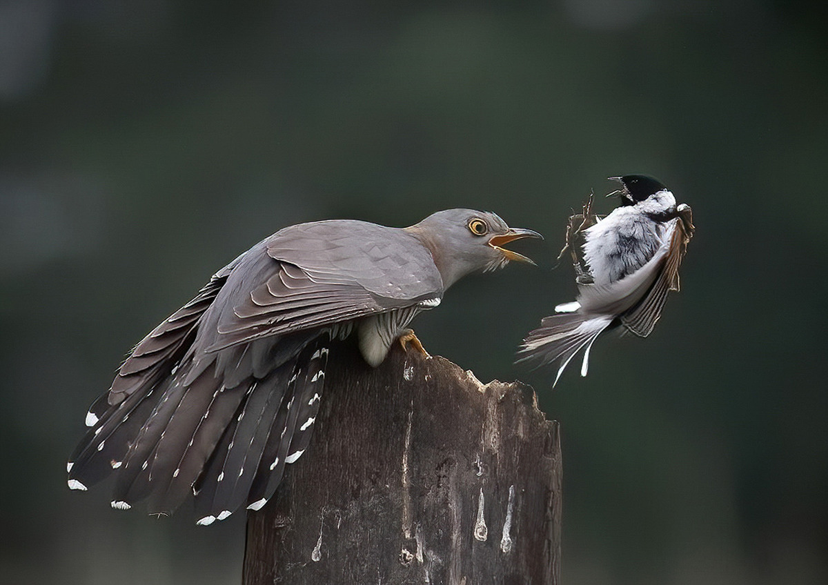 Confrontation, cuckoo v reed bunting